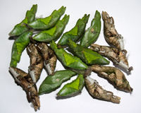 куколки бабочек Papilio rumanzovia